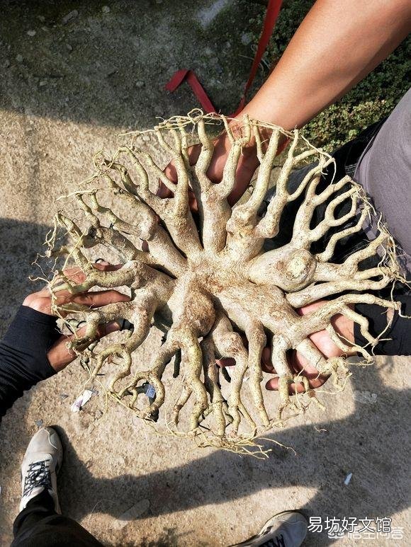 沙漠玟瑰剪的枝十月份可以扦插吗?