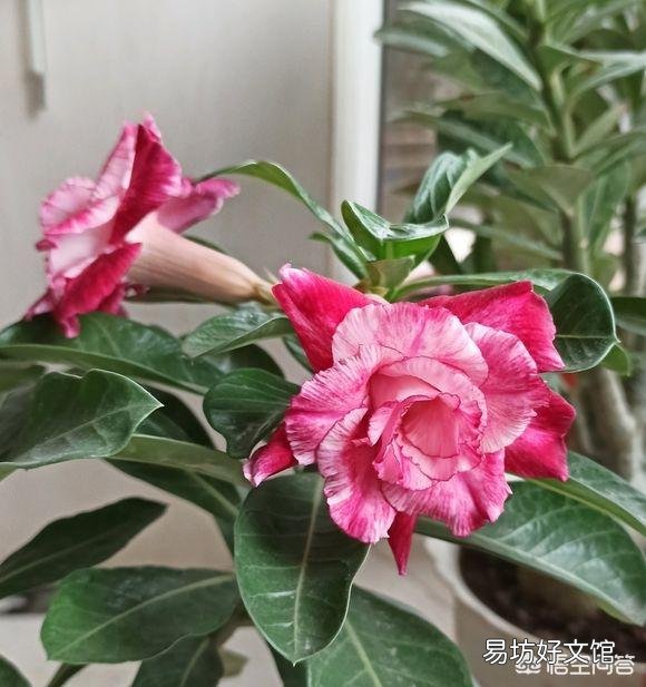 沙漠玟瑰剪的枝十月份可以扦插吗?