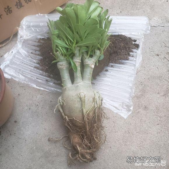 沙漠玟瑰剪的枝十月份可以扦插吗?