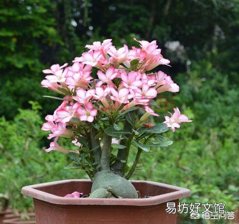 沙漠玟瑰剪的枝十月份可以扦插吗?