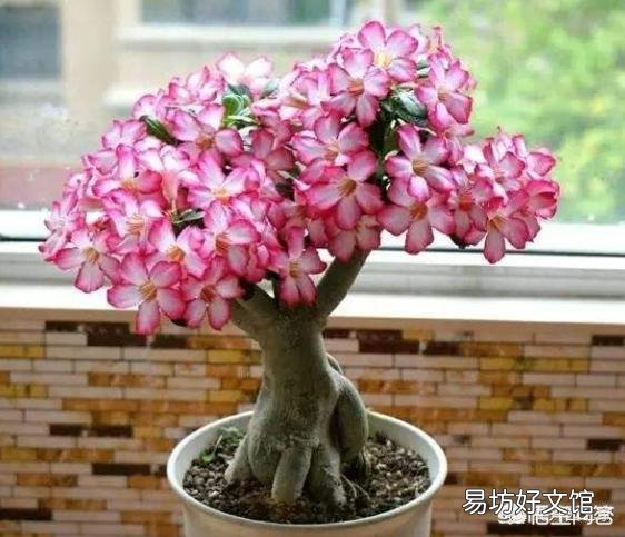 沙漠玟瑰剪的枝十月份可以扦插吗?