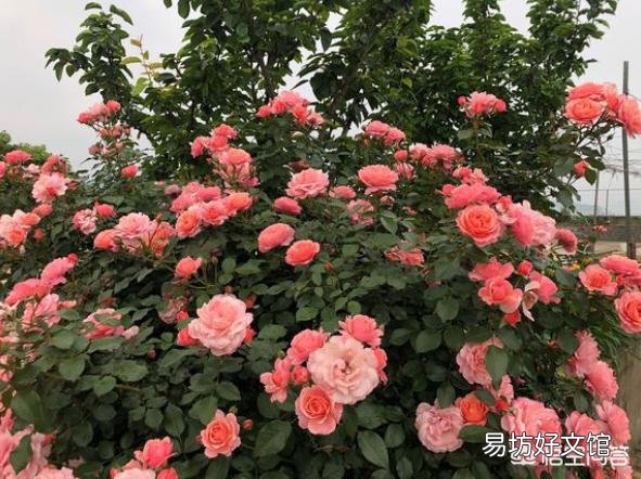 移栽月季时盆底撒入复合肥可以吗？