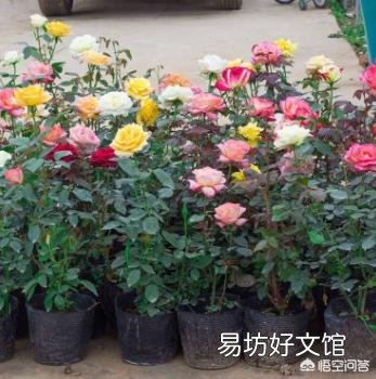 移栽月季时盆底撒入复合肥可以吗？