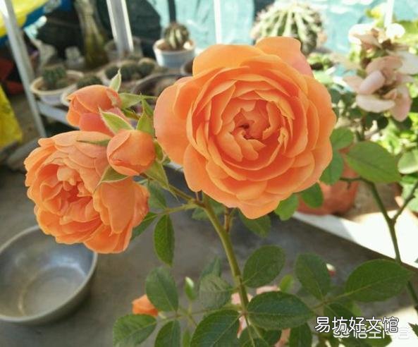 移栽月季时盆底撒入复合肥可以吗？