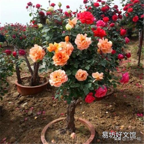 移栽月季时盆底撒入复合肥可以吗？