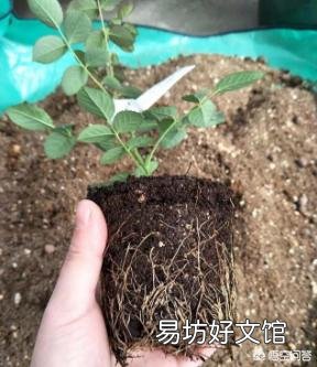 移栽月季时盆底撒入复合肥可以吗？