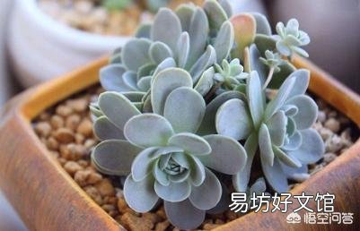 多肉怎样修根？