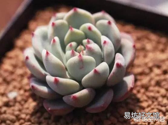 多肉怎样修根？
