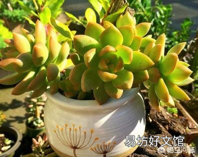 多肉怎样修根？
