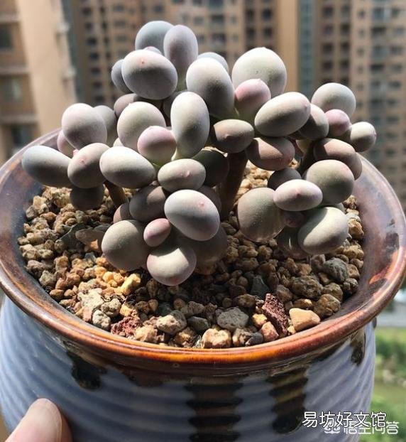 多肉怎样修根？