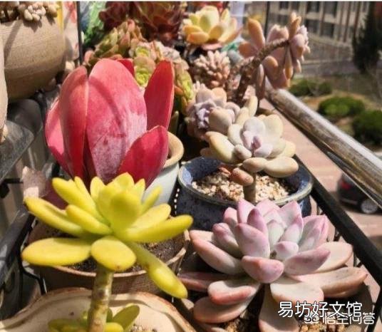 多肉怎样修根？