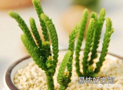 多肉怎样修根？