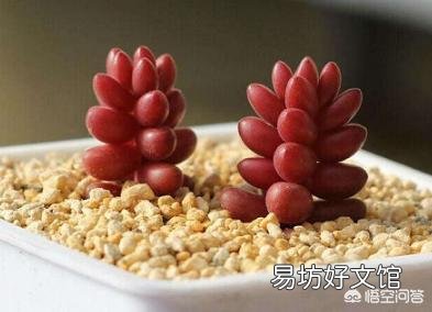多肉怎样修根？