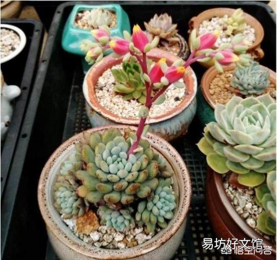 多肉怎样修根？