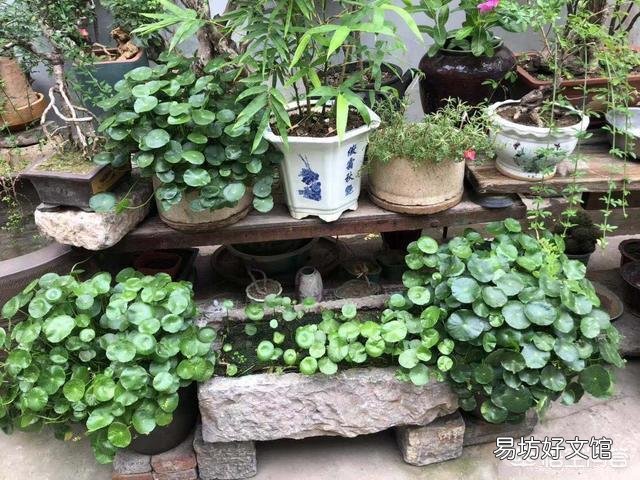 铜钱草被肥伤了倒伏了该怎么办?