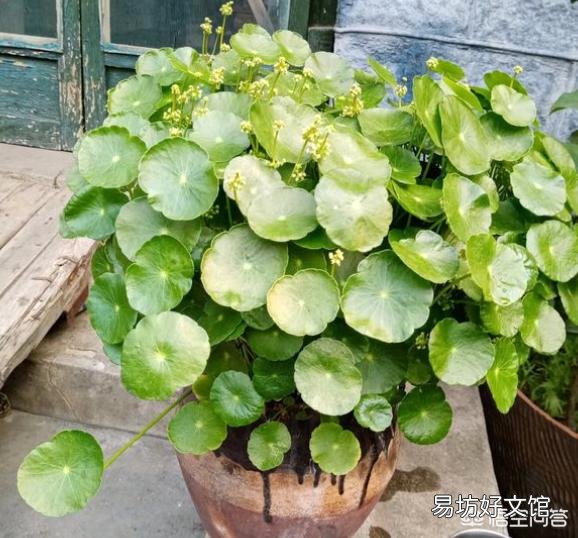 铜钱草被肥伤了倒伏了该怎么办?