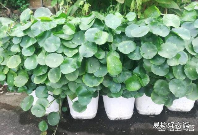 铜钱草被肥伤了倒伏了该怎么办?