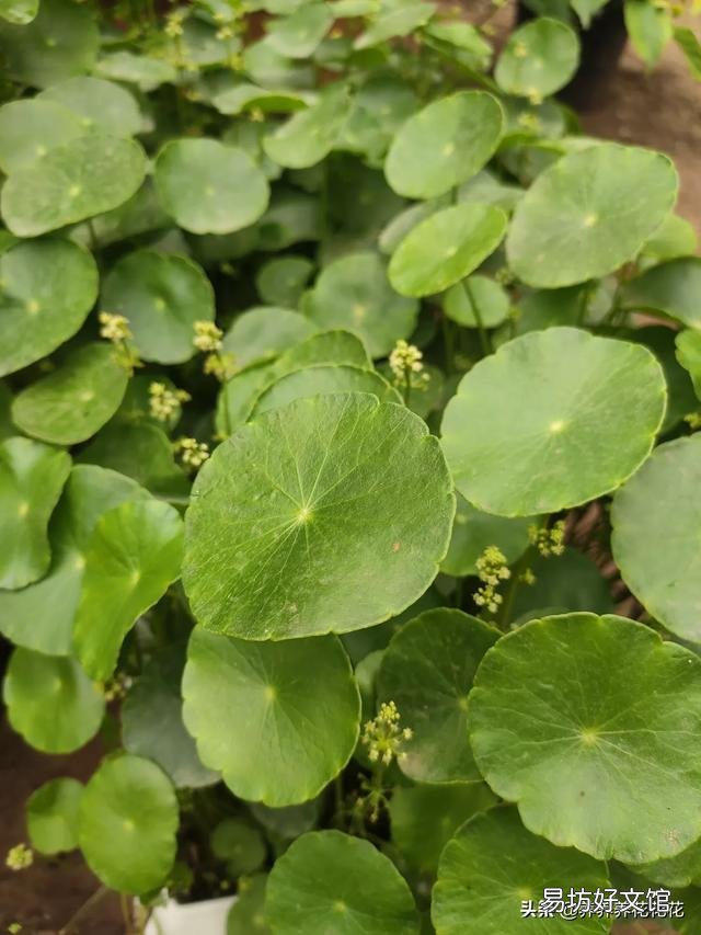 铜钱草被肥伤了倒伏了该怎么办?