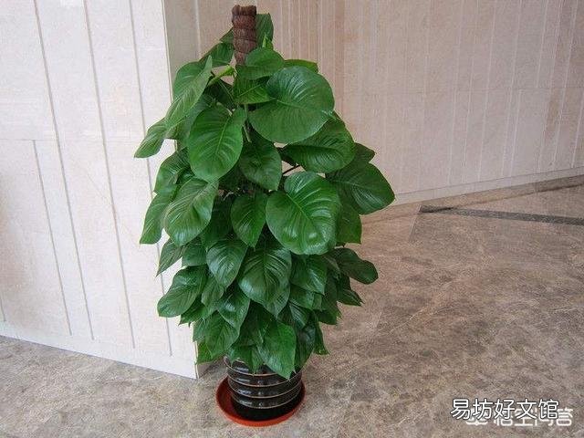 怎么养出大叶绿萝?