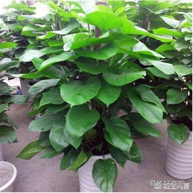 怎么养出大叶绿萝?