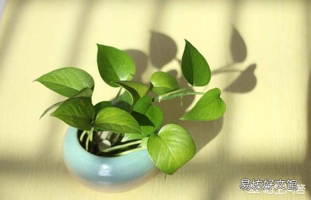 怎么养出大叶绿萝?