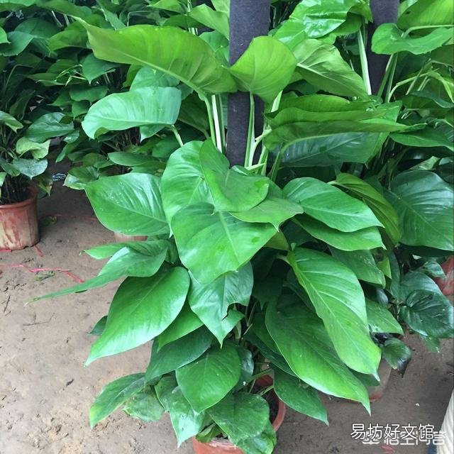 怎么养出大叶绿萝?