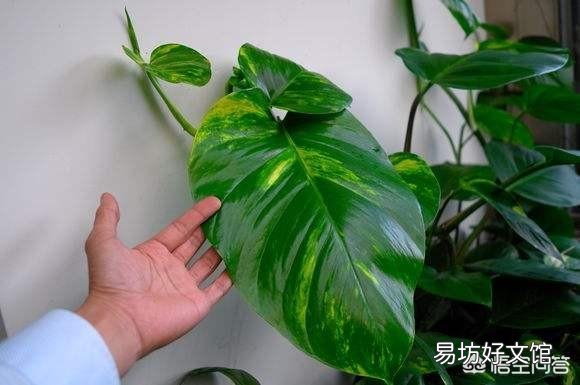 怎么养出大叶绿萝?