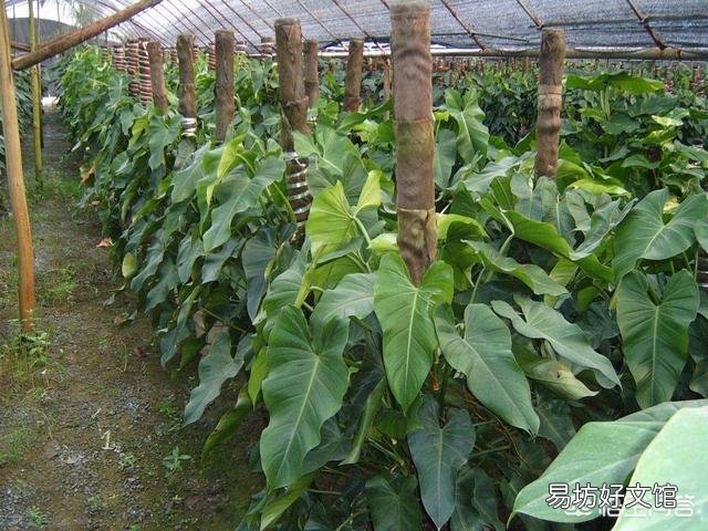 怎么养出大叶绿萝?