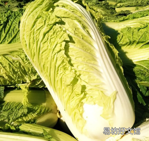 白菜可以隔夜吃吗 白菜不放冰箱可以放多久