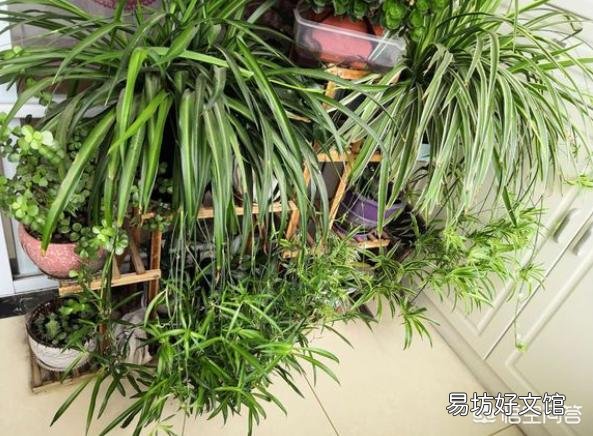 氮肥能不能养吊兰？