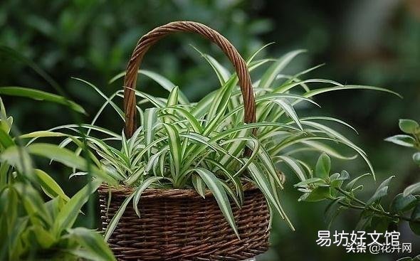 氮肥能不能养吊兰？