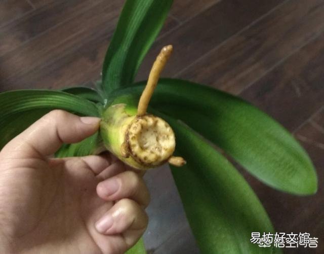 我这君子兰还有救吗,怎么救?