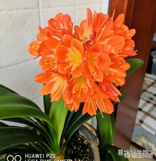 我这君子兰还有救吗,怎么救?