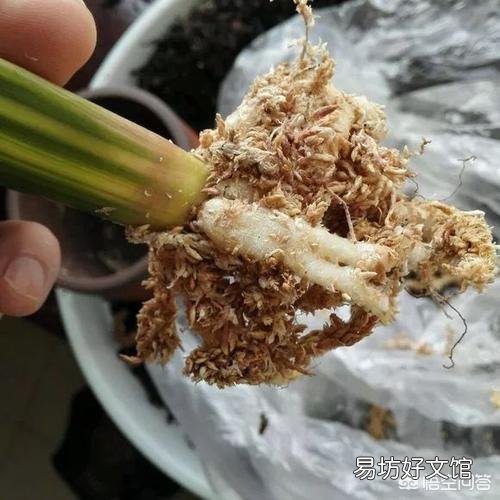 我这君子兰还有救吗,怎么救?