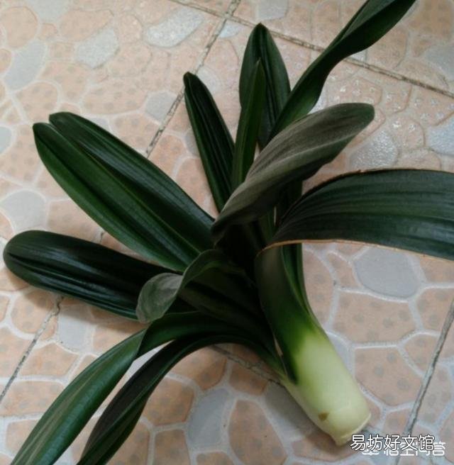 我这君子兰还有救吗,怎么救?