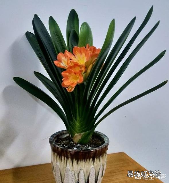 我这君子兰还有救吗,怎么救?