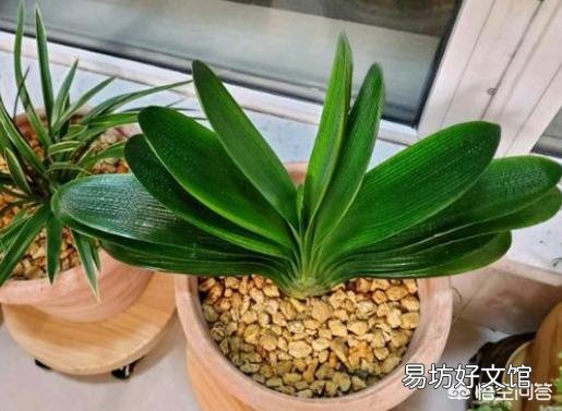 我这君子兰还有救吗,怎么救?