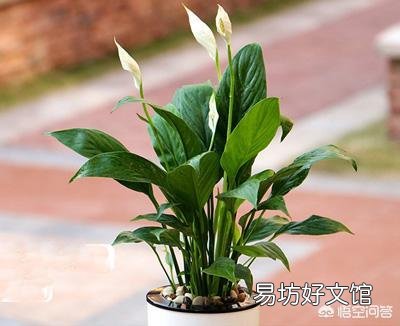 白掌花在低处开花怎么回事?
