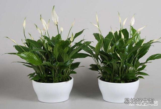 白掌花在低处开花怎么回事?