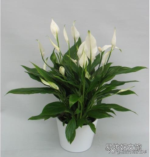 白掌花在低处开花怎么回事?