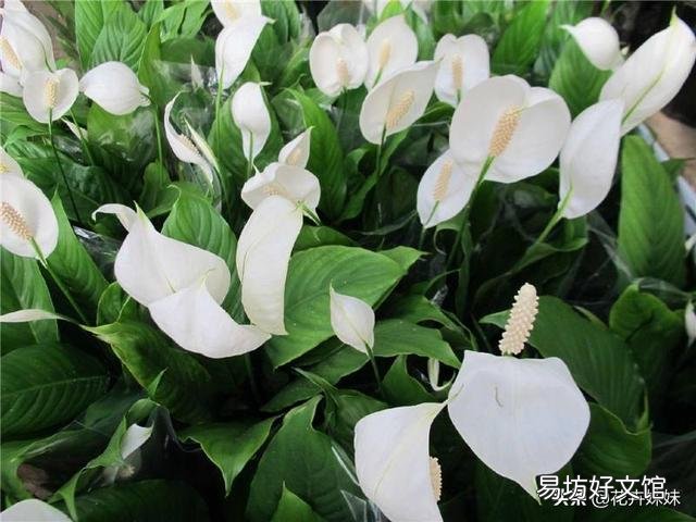 白掌花在低处开花怎么回事?