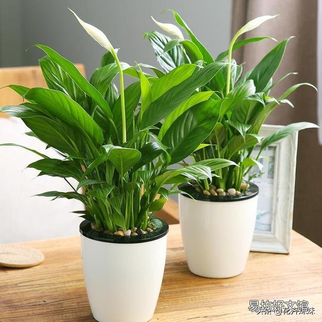 白掌花在低处开花怎么回事?