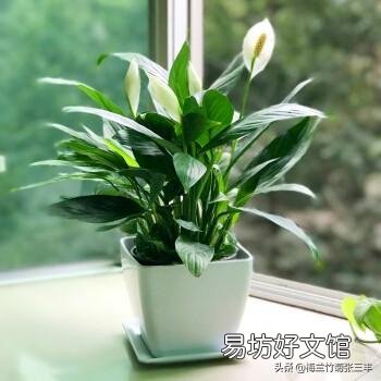 白掌花在低处开花怎么回事?