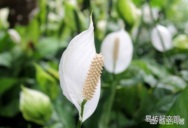 白掌花在低处开花怎么回事?