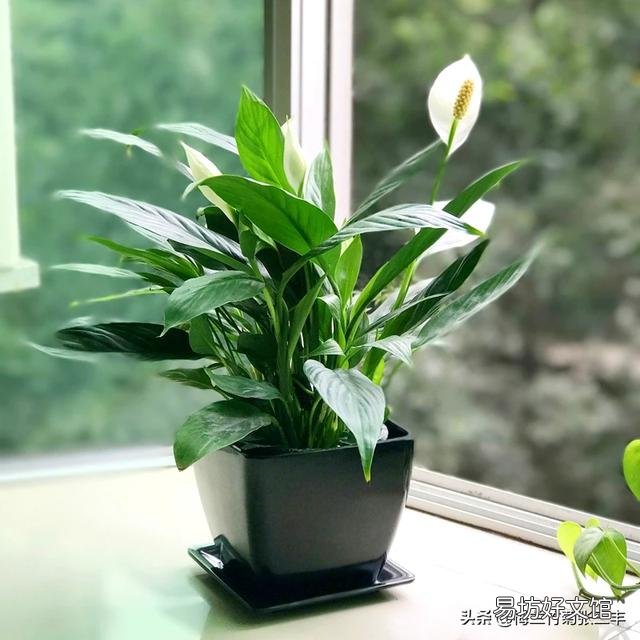 白掌花在低处开花怎么回事?