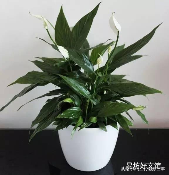 白掌花在低处开花怎么回事?