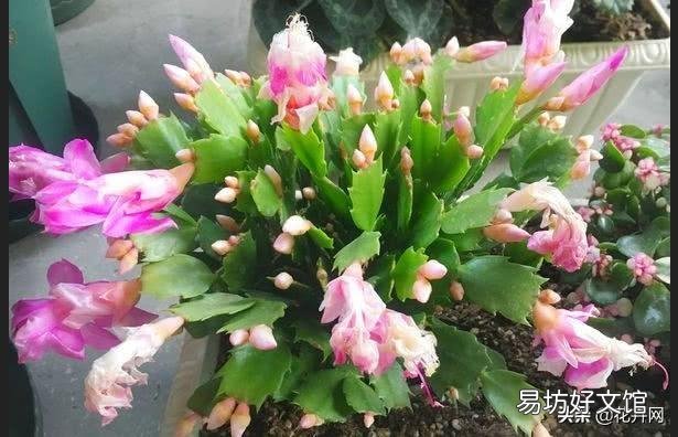 进入了9月中下旬,蟹爪兰又长出了小叶片,影响长花蕾吗?是否应该掐掉?