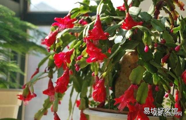 进入了9月中下旬,蟹爪兰又长出了小叶片,影响长花蕾吗?是否应该掐掉?