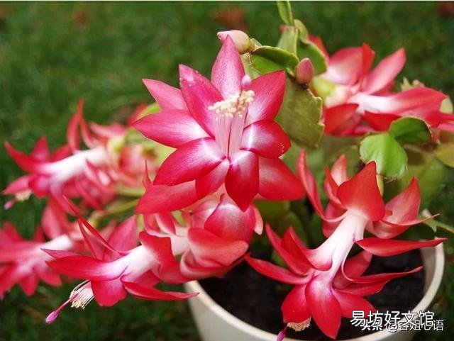进入了9月中下旬,蟹爪兰又长出了小叶片,影响长花蕾吗?是否应该掐掉?
