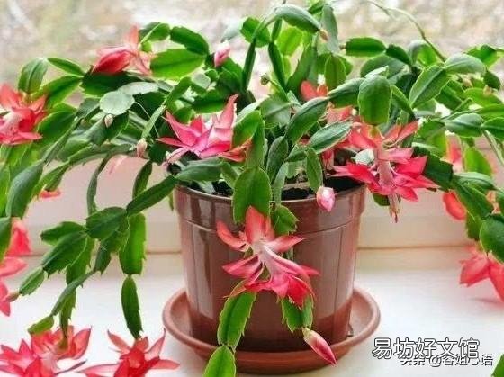进入了9月中下旬,蟹爪兰又长出了小叶片,影响长花蕾吗?是否应该掐掉?